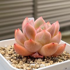 多肉植物 ☘️ シャーロット 抜き苗
