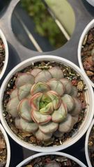 ゆ*)様 R560　インブリカータ錦　抜き苗　35株　多肉 エケベリア 韓国苗 農園直売 多肉植物 寄せ植え エケベリア属 インブリカータ錦