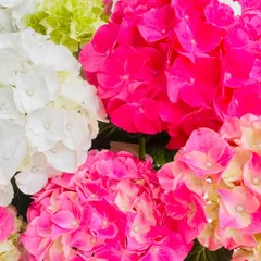 値下げ特価 紫陽花 アジサイ 寿 ブルー ピンク 8号 ミックス ラスト1