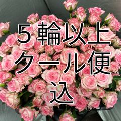 A級 バラ ピンクワルツ スプレー50センチ２０本切花生花