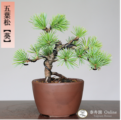 五葉松【葵】アオイ ミニ盆栽 小品盆栽【泰寿園 Online】接ぎ木 現品 一点物 優良葉性 五葉松 松柏 松 3