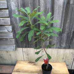 【現品】テロペア シェイディレディレッド 花芽付き 5号 オージープランツ ②