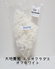 大地農園 ミリオクラダス オフホワイト 新品1束