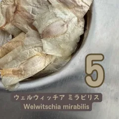 4月入荷 10粒 ウェルウィッチア ミラビリス 奇想天外 種子 種 証明書あり 2025年最新】奇想天外 種子の人気アイテム - メルカリ