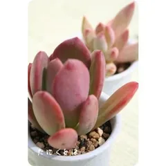 レズリー パキベリア 2寸ポット 弁慶草科 多肉植物