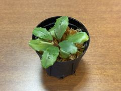 Bucephalandra sp. "Serawai" Kal.Barat【TB】2017.03