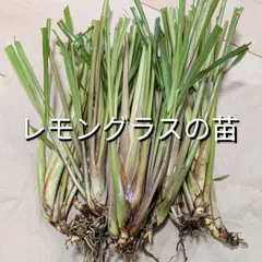 2025年最新】レモングラス 苗の人気アイテム - メルカリ