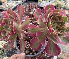 限定特価 超人気商品【1鉢の土鉢付きセット】花団錦！ 多肉植物