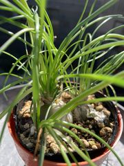 アルブカフミリス　球根植物　植物　塊根　多肉