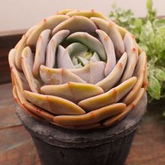 MA135	クリームラテ	【イータニク】多肉植物　韓国苗　第四種郵便発送