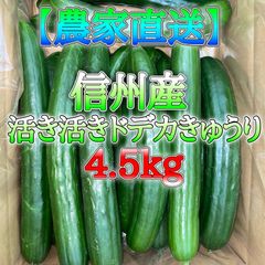 【農家直送】信州産 活き活きドデカきゅうり 4.5kg