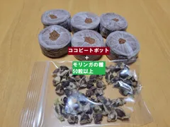 2025年最新】モリンガの種の人気アイテム - メルカリ