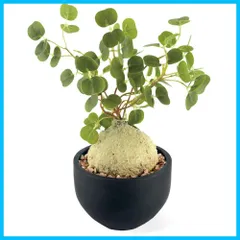 2024年最新】ラフィオナクメの人気アイテム - メルカリ 