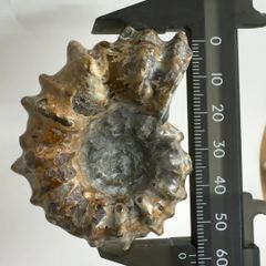 アンモナイト化石 約10cm 螺旋状 中生代白亜紀 太古の遺物 北海道産