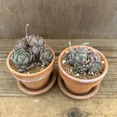 ハオルチア 不明種 ２個セット 鉢付き  現品　Haworthia  ハオルシア クリスタルプラント ジュエルプラント  現品 観葉植物 観葉 植物 多肉植物 多肉 カクタス インテリア プレゼント グリーン