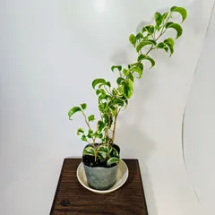 値下げしました！ベンジャミン （シタシオン ）2.4m10号 現品 23区送込み 値下げしました！ベンジャミン （シタシオン ）2.4m10号 現品 23