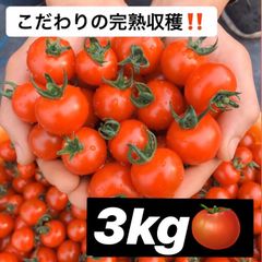 ☆メルカリ特別価格☆濃厚美味しいミニトマト 箱込み3kg