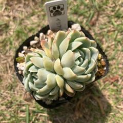 イリア　2頭　抜き苗　多肉植物　モフ多肉　エケベリア
