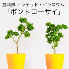 ゼラニウム ボントローサイ 1鉢（4号）センテッドゼラニウム ツリーゼラニウム 盆栽 ハーブ 鉢植え ゼラニウム苗