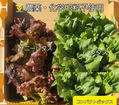 2025年最新】茎レタスの人気アイテム - メルカリ