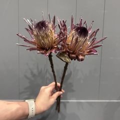 訳あり品　プロテアピンクアイス　2本　ドライフラワー　花材　ワイルドフラワー