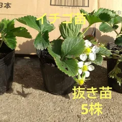 宝交早生イチゴ苗、5株、抜き苗、家庭菜園、いちご、農薬不使用
