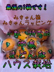 中島まどんな　小粒12玉　みきゃん箱&みきゃんラッピング