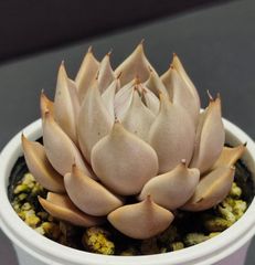 エケベリア 原種 トバレンシス トバー　その2 ケーレス実生苗  tobarensis ,Tobar  月曜or火曜日発送。
