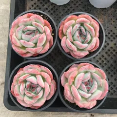 ☆LS82☆a.c多肉植物エケベリア〈カット苗〉☆寄植えMIXサイズ色々☆ 25080705 多肉植物 エケベリア 18個 寄せ植えセット カット苗