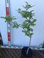強い山椒苗 /スーパー朝倉山椒6.5号接木苗・強健台木