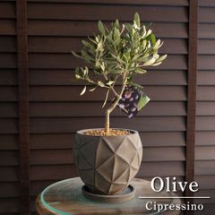 1点物 盆栽 Olive オリーブの木 盆栽仕立て オリーブ 曲がり 観葉植物 - メルカリ