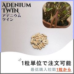 【種子】アデニウム ツイン / セット割あり 数量1粒から購入OK