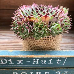 ポットごと　センペルビウム♡子株たくさん♡多肉植物♡インテリア