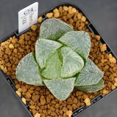 送料】メルカリ便 鉢植え発送用 - メルカリ