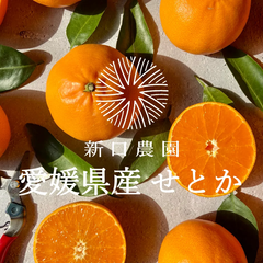 【産地直送】愛媛県八幡浜産【とろける果肉と濃厚果汁】せとか 2.5kg