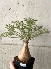 種子】ユーフォルビア・シミリラメア 3s Euphorbia similiramea - メルカリ