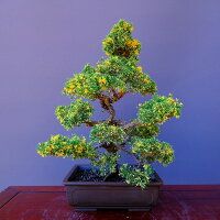 斑入石鎚真柏　　中品盆栽／樹齢20年直送kaz