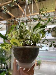 ポトス・エクセレント　5号　吊り鉢　ネガミエル　Air　観葉植物　インテリア　グリーン