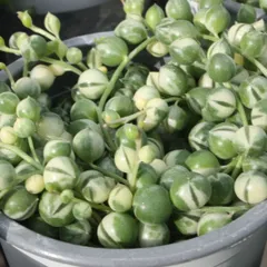 四種発送専用！再入荷♡　レア♪『斑入りグリーンネックレス』　今度は大きな3号プラポットごと！！