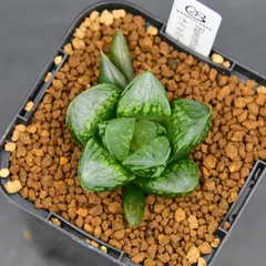 ハオルチア⭐️ナイルの一滴⭐️極美苗　美品　発根済み。 ハオルチア⭐️ナイルの一滴⭐️極美苗 美品 発根済み。 Amazon