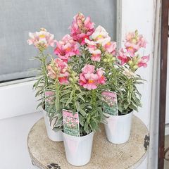 花苗 宿根草 キンギョソウ シルバーストライプ 2.5号 耐寒性 四季咲き かわいい ピンク