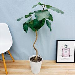［現品］☆珍しい☆  B  フィカス　エベレスト　曲がり　7号　観葉植物　室内　大型　ゴムの木　かわいい　おしゃれ　上品　レア