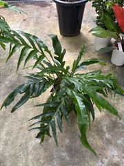 アグラモルファ　５号　稀少　シダ植物　観葉植物　インテリア　グリーン　屋内　オシャレ　キレイ