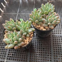 多肉植物パールビーン 抜き苗 - メルカリ
