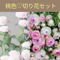 種子セット】スターチス アプリコット ＆ ローダンセ マキュラータ 