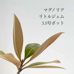 【引き取り限定】 リトル・ジェム 引き取り限定】 開花中 リトル・ジェム