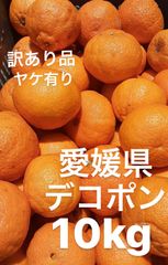 訳あり品　愛媛県　デコポン　ヤケ有り　柑橘　10kg