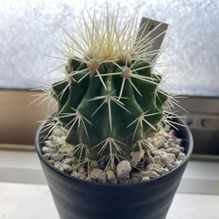 2025年最新】サボテン 金鯱の人気アイテム - メルカリ