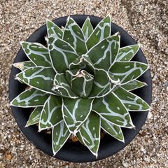 アガベ パラサナ錦 ファイヤーボール 大株 - メルカリ