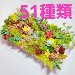 【ルビーネックレス】多肉植物セダム51種類セット【育成説明書】